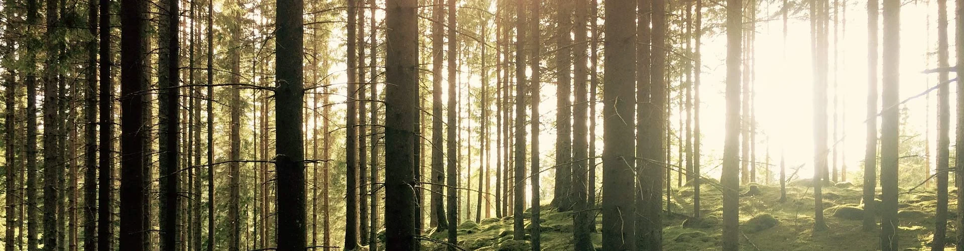 Modern glasbyggnad bredvid historisk tegelbyggnad med välskött park.
